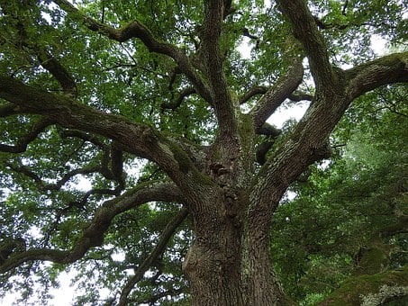 Naturdenkmalverordnung zum Nachteil der Bäume?
