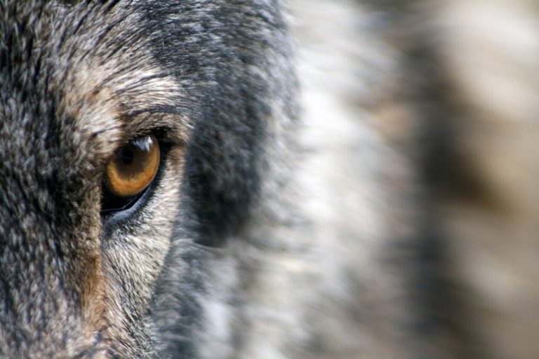 Öffentliche-Online-Diskussion am 9. Mai: Wolf und Wisent: Wie viel Wildnis brauchen wir?
